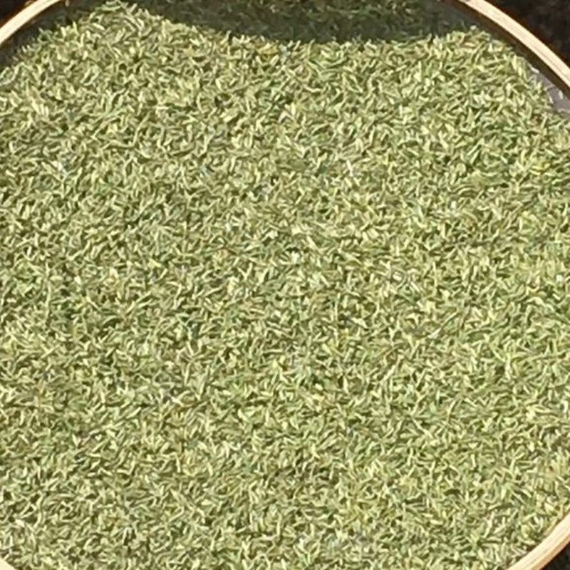 福鼎荒野白毫银针 竹匾晾晒 单芽散茶 细节图1