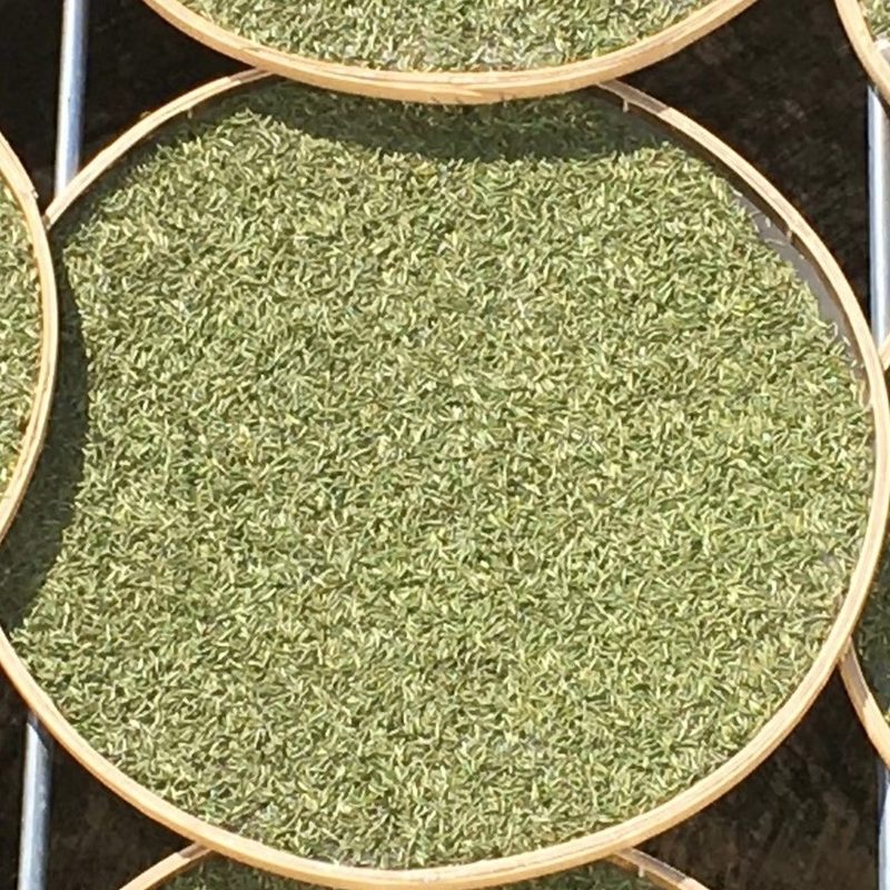 福鼎白毫银针 单芽晾晒 散装干茶 细节图1